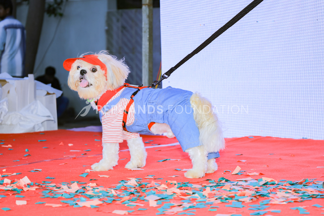 Pet Grooming Sessions